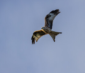 Obraz premium Red kite - Milvus milvus