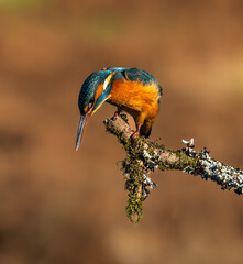 Common kingfisher - Alcedo atthis