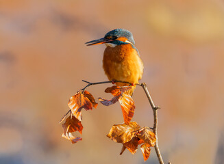 Common kingfisher - Alcedo atthis