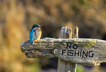 Common kingfisher - Alcedo atthis