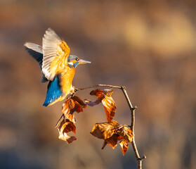 Common kingfisher - Alcedo atthis