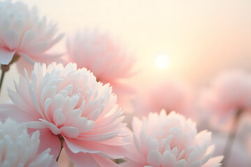 Fototapeta premium Delicate Pink Chrysanthemums in Soft Romantic Light with Blurred Background
