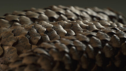 Fir cones. Complex surface texture. Macro shot. 