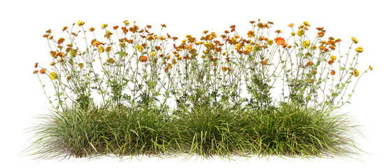 Flowering dense fields row meadow cutout transparent backgrounds 3d rendering png © Krit