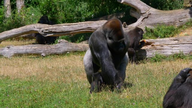 Fixed shot of meal distribution in a gorilla enclosure. Two young gorillas run past a silverback male while fighting over fruit. The alpha male rises, retrieves fruit, and restores order with a glance