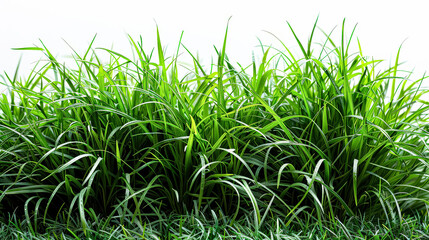 Obraz premium Lush green field with dew on the grass.