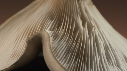 Membranous mushroom. Complex surface texture. Macro shot.