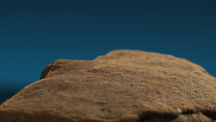 Hoof Fungus - Fomes fomentarius. Rich texture of mushroom surface. Macro shot.