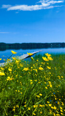 yellow flowers on the background of the lake