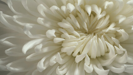 Intermediate incurve chrysanthemum. Internal structure of flower. Macro shot.