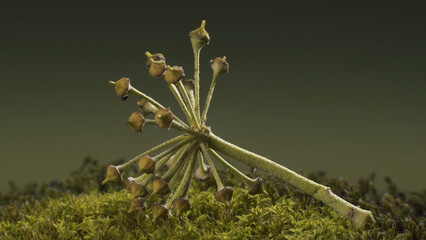 Ivy seed head - Hedera helix, lying on moss. Plant structure. Macro shot.