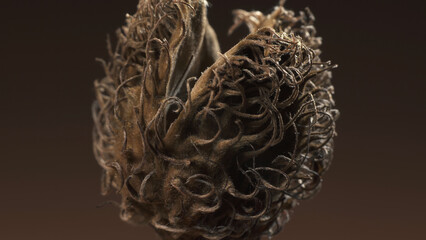 Seed pod of Copper Beech - Fagus sylvatica. Complex surface texture. Macro shot.