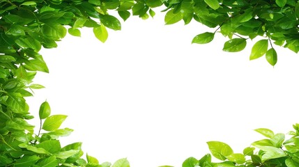 Obraz premium Vibrant Green Leaves Frame: A Natural Border of Lush Foliage