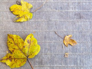 Autumn leaves fallen on a wooden plank, selective focus
