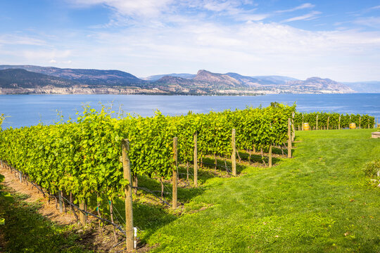 Vineyard overlooking Okanagan Lake in Naramata, British Columbia, Canada. Naramata is near Penticton in the Okanagan Valley.