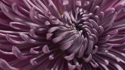 Intermediate incurve chrysanthemum. Internal structure of flower. Macro shot.