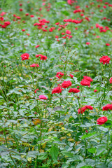 Red roses bushes in the garden close up. beautiful red roses bush in summer morning garden on bright summer day background