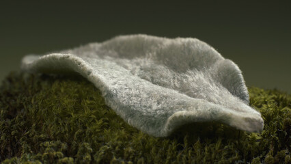 Fluffy leaf of Stachys byzantina lying on moss. Plant structure. Macro shot.