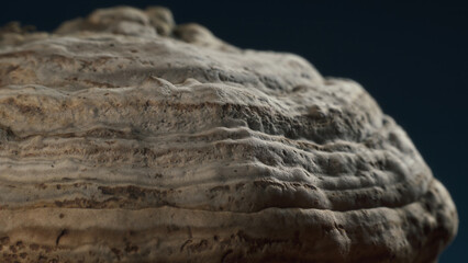 Hoof Fungus - Fomes fomentarius. Rich texture of mushroom surface. Macro shot.