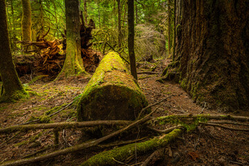 Fototapeta premium MacMillan Provincial Park is a provincial park on Vancouver Island in British Columbia, Canada. The park is home to a famous, 157 hectare stand of ancient Douglas-fir, known as Cathedral Grove.