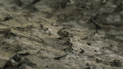 Birch bark looking like landscape. Complex surface texture. Macro shot.