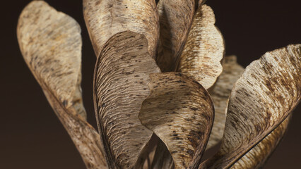 Acer negundo seeds. Complex surface texture. Macro shot.