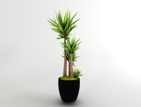 Yucca tree isolated. Yucca tree in pots. Common yucca, aloifolia, filamentosa, dagger plant, aloe yucca. House plant isolated on white background