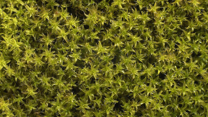 Unfolding moss leaves after rain. Detailed structure of plant. Macro shot. 