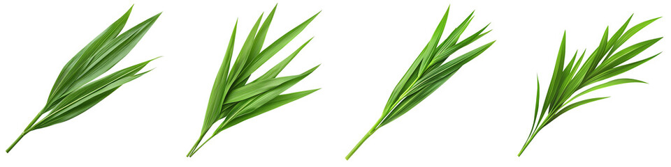 Obraz premium Fresh and vibrant green leaves for decoration. transparent background