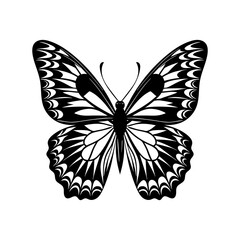 butterfly illustration
