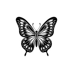butterfly illustration