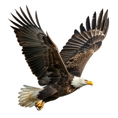 Fototapeta premium Bald Eagle in Flight with Outstretched Wings isolated on transparent background cutout, Png, Cutout