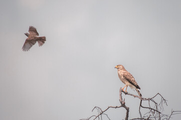 Broad-winged Hawk (Buteo platypterus) perched on a tree branch watching for an attack by a small bird.