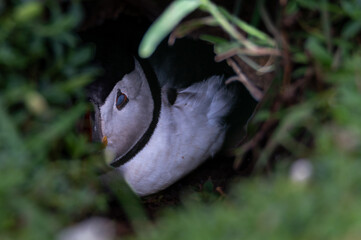 Obraz premium Puffin resting in a burrow with it's eyes closed