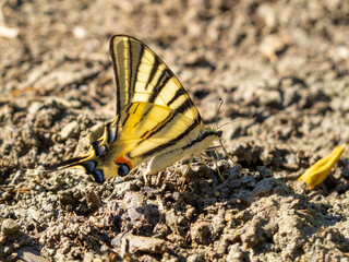 July Scarce swallowtail, Iphiclides podalirius butterfly in the thick mud of a riverbank in North Bulgaria, selective focus
