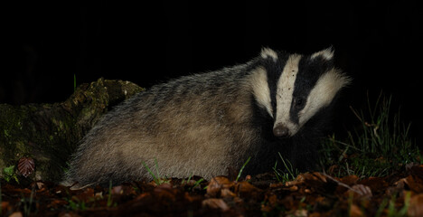 European Badger - Meles meles © David