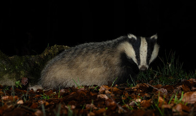 European Badger - Meles meles © David