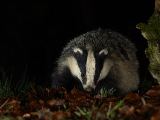 European Badger - Meles meles