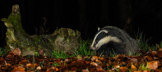 European Badger - Meles meles © David