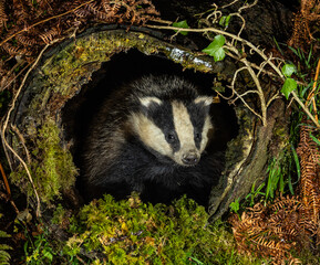 European Badger - Meles meles © David
