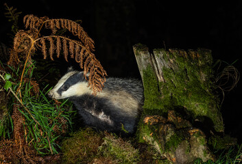 European Badger - Meles meles © David