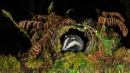 European Badger - Meles meles © David