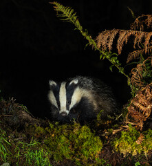 European Badger - Meles meles © David