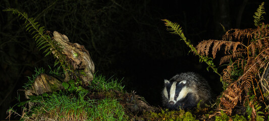 European Badger - Meles meles © David