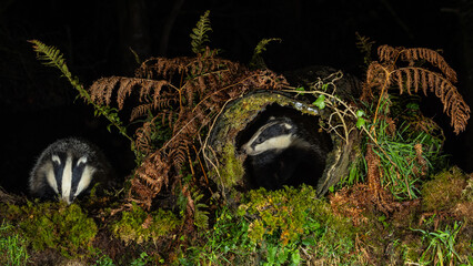 European Badger - Meles meles © David
