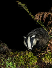 European Badger - Meles meles