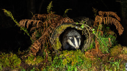 European Badger - Meles meles © David