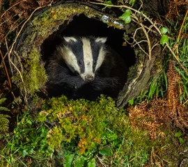 European Badger - Meles meles