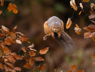 Obraz premium Red squirrel jumping - Sciurus vulgaris