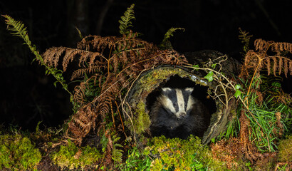 European Badger - Meles meles © David